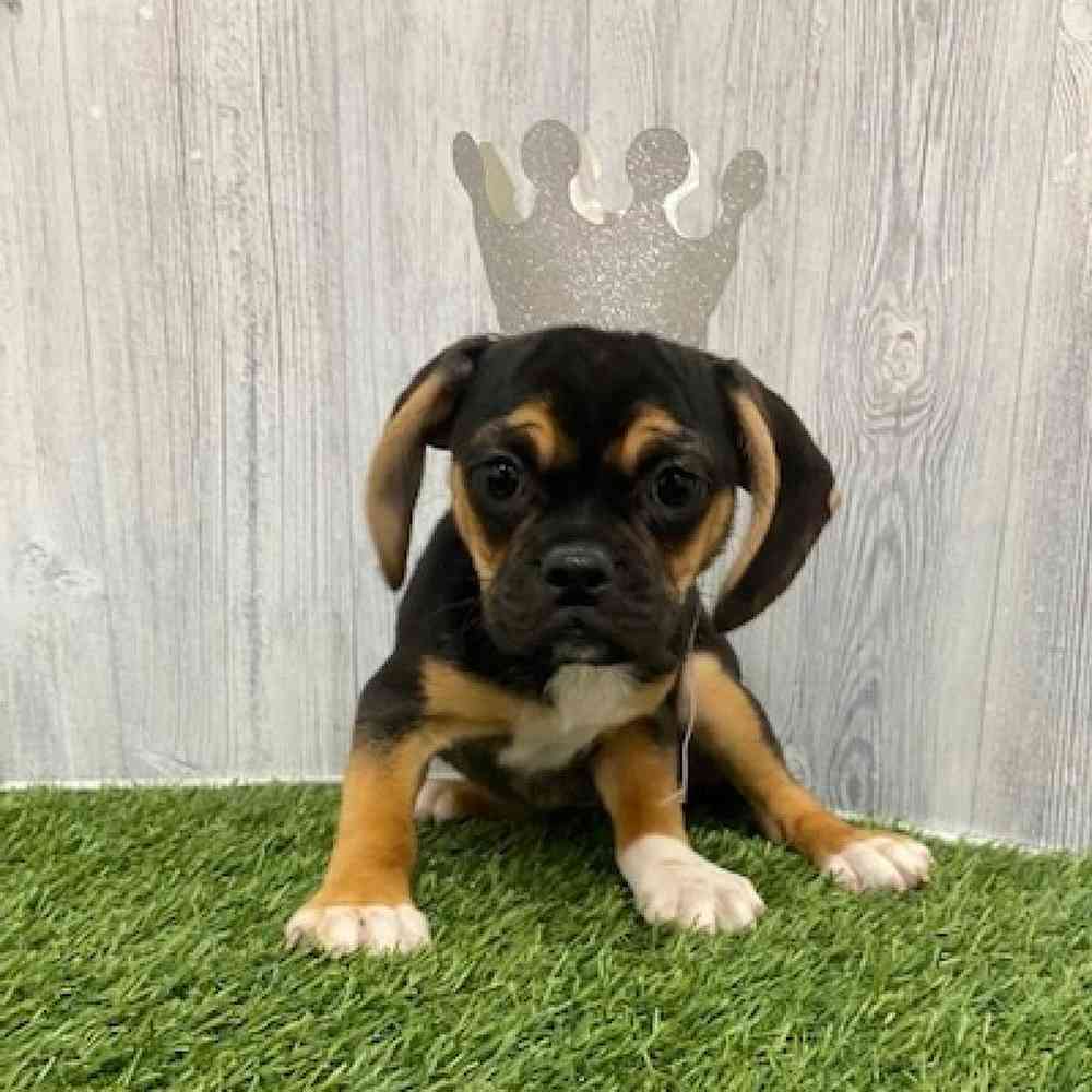 Female Puggle Puppy for Sale in Braintree, MA
