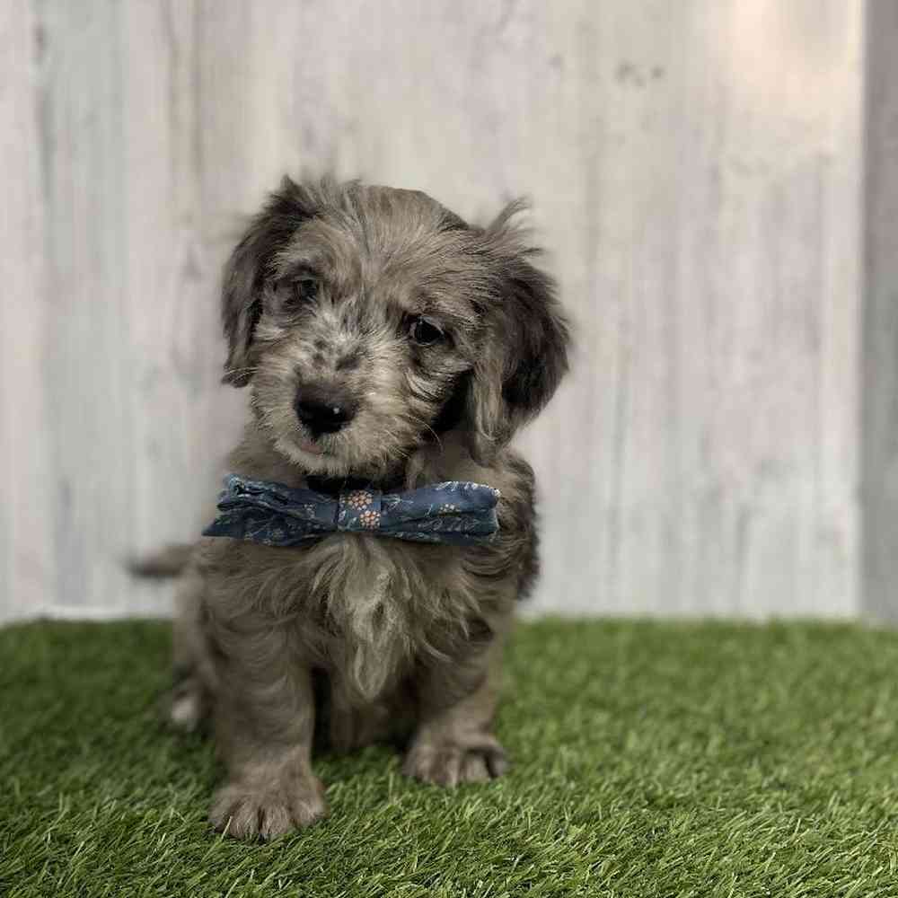 Male Mini Goldendoodle Puppy for sale