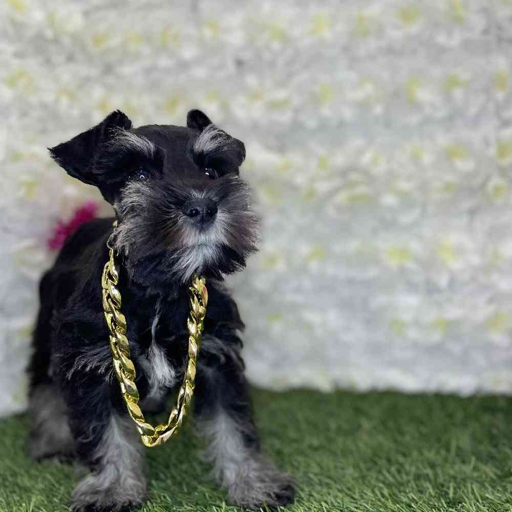 Male Miniature Schnauzer Puppy for Sale in Braintree, MA
