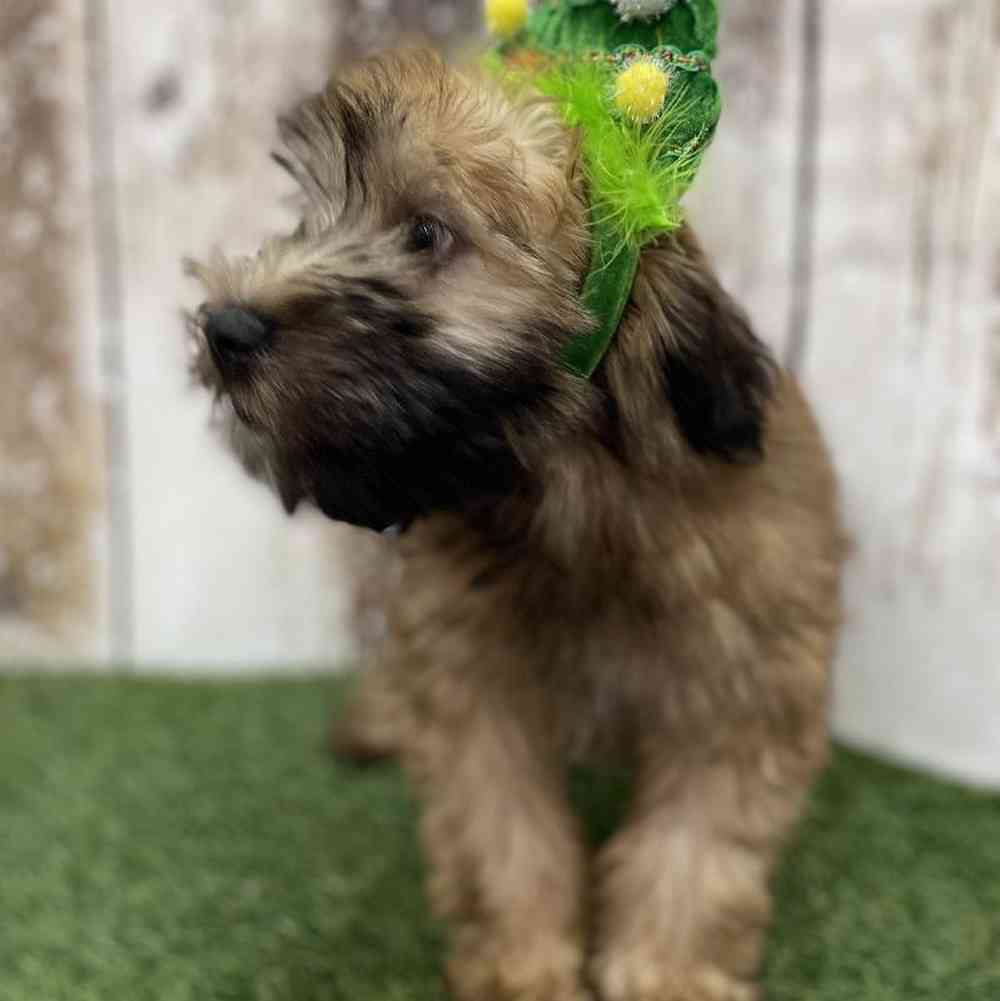 Male Soft Coated Wheaten Terrier Puppy for Sale in Braintree, MA