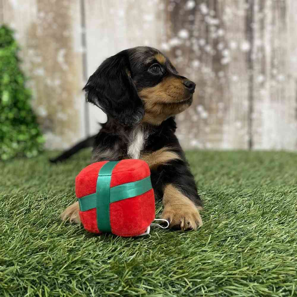 Female Docker Puppy for Sale in Braintree, MA