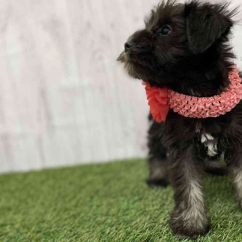Female Miniature Schnauzer Puppy for Sale in Braintree, MA