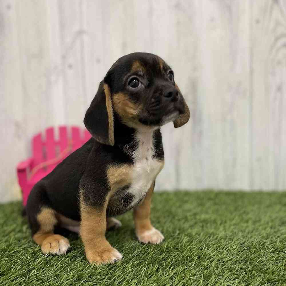 Male Puggle Puppy for Sale in Braintree, MA