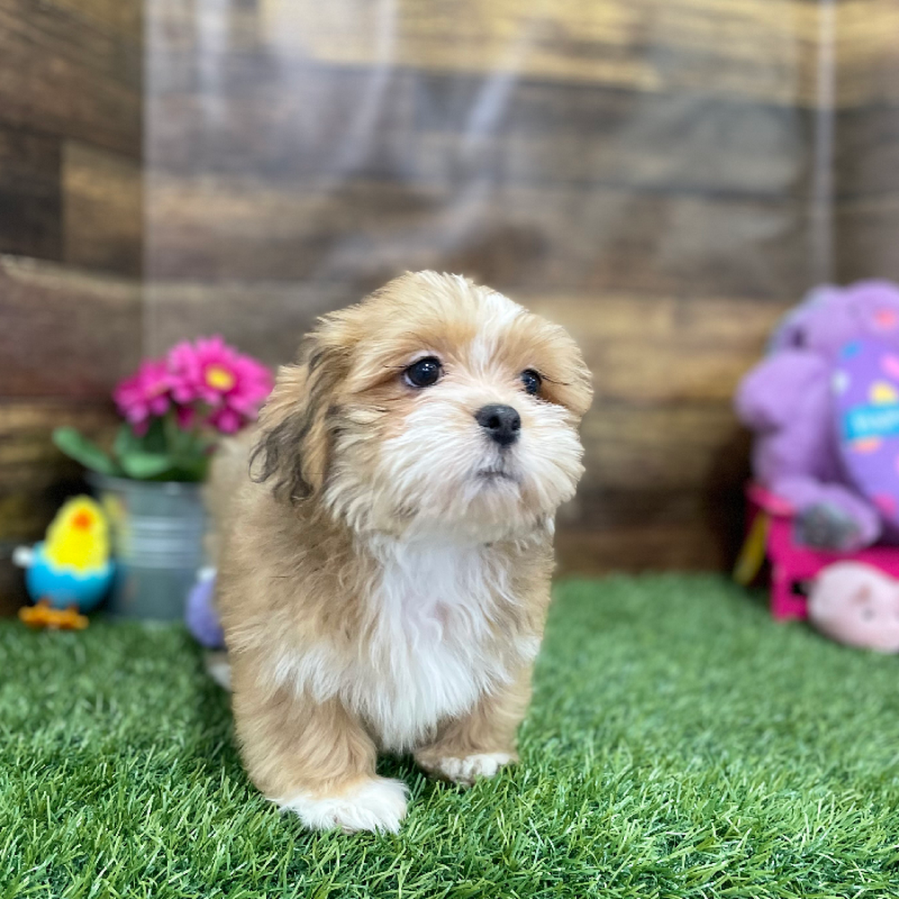 Male Lhasa Apso Puppy for Sale in Braintree, MA