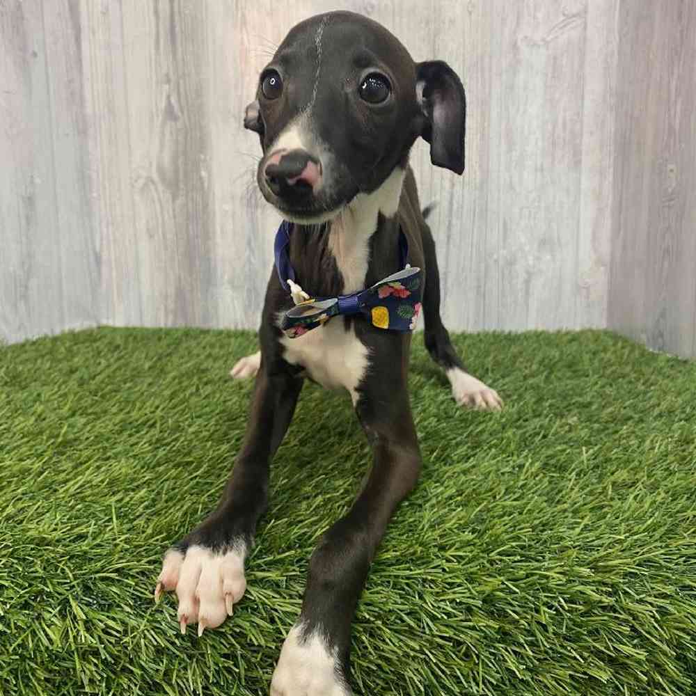 Male Italian Greyhound Puppy for Sale in Saugus, MA