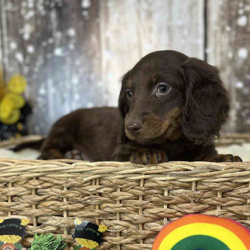 Male Dachshund Puppy for Sale in Saugus, MA