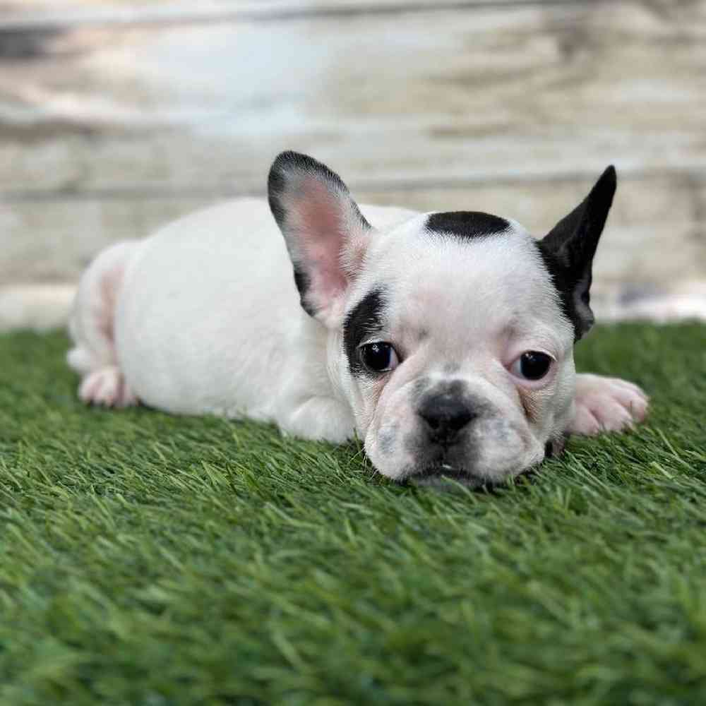 Male French Bulldog Puppy for Sale in Saugus, MA