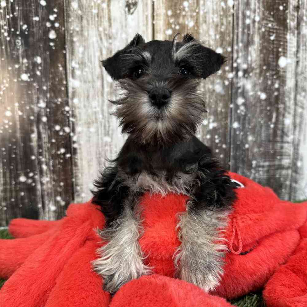 Male Miniature Schnauzer Puppy for Sale in Saugus, MA