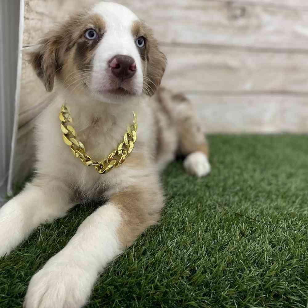 Male Miniature Australian Shepherd Puppy for Sale in Braintree, MA