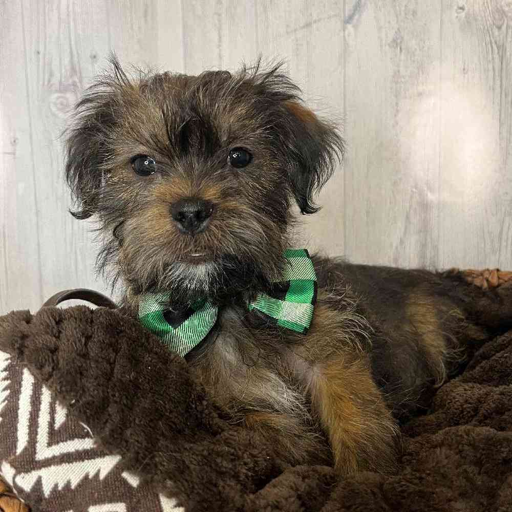 Male Shorkie Puppy for Sale in Saugus, MA