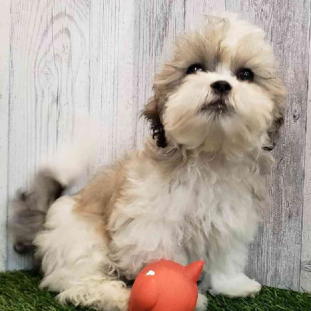 Male Teddy Bear (Zuchon) Puppy for sale