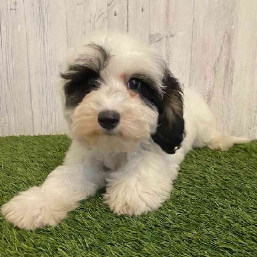 Male Mini Sheepadoodle Puppy for sale