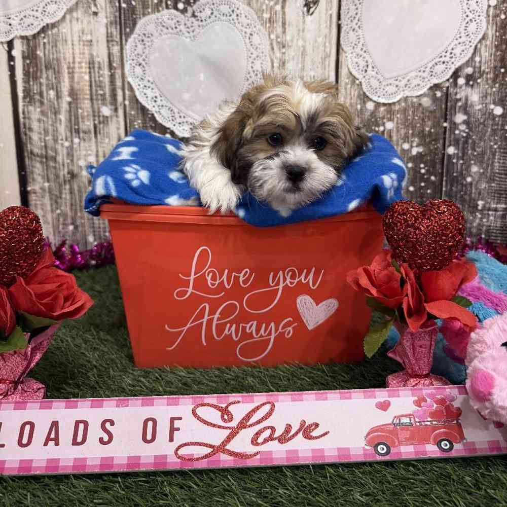 Male Teddy Bear (Zuchon) 2nd Gen Puppy for Sale in Saugus, MA