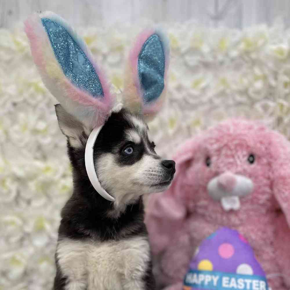 Female Alaskan Klee Kai Puppy for Sale in Braintree, MA