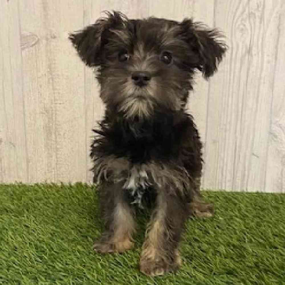 Female Schnorkie Puppy for sale