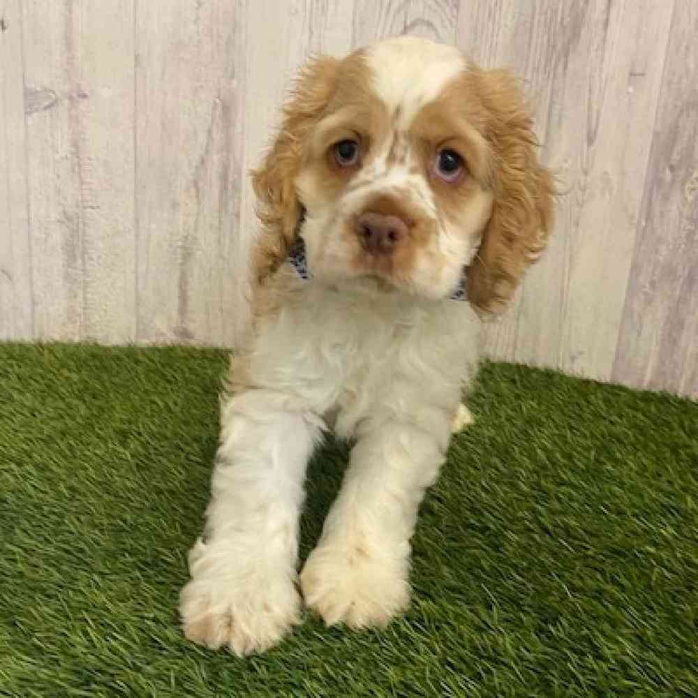 Male Cocker Spaniel Puppy for sale