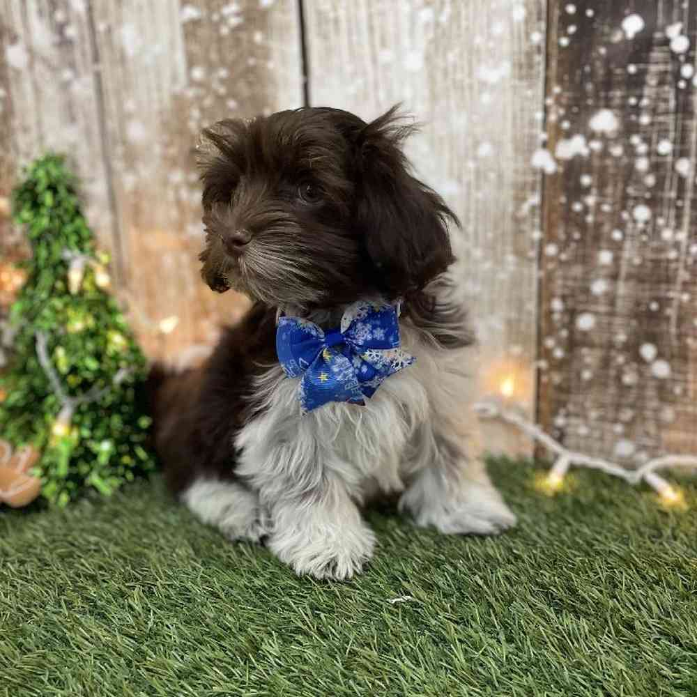 Male Havanese Puppy for Sale in Braintree, MA
