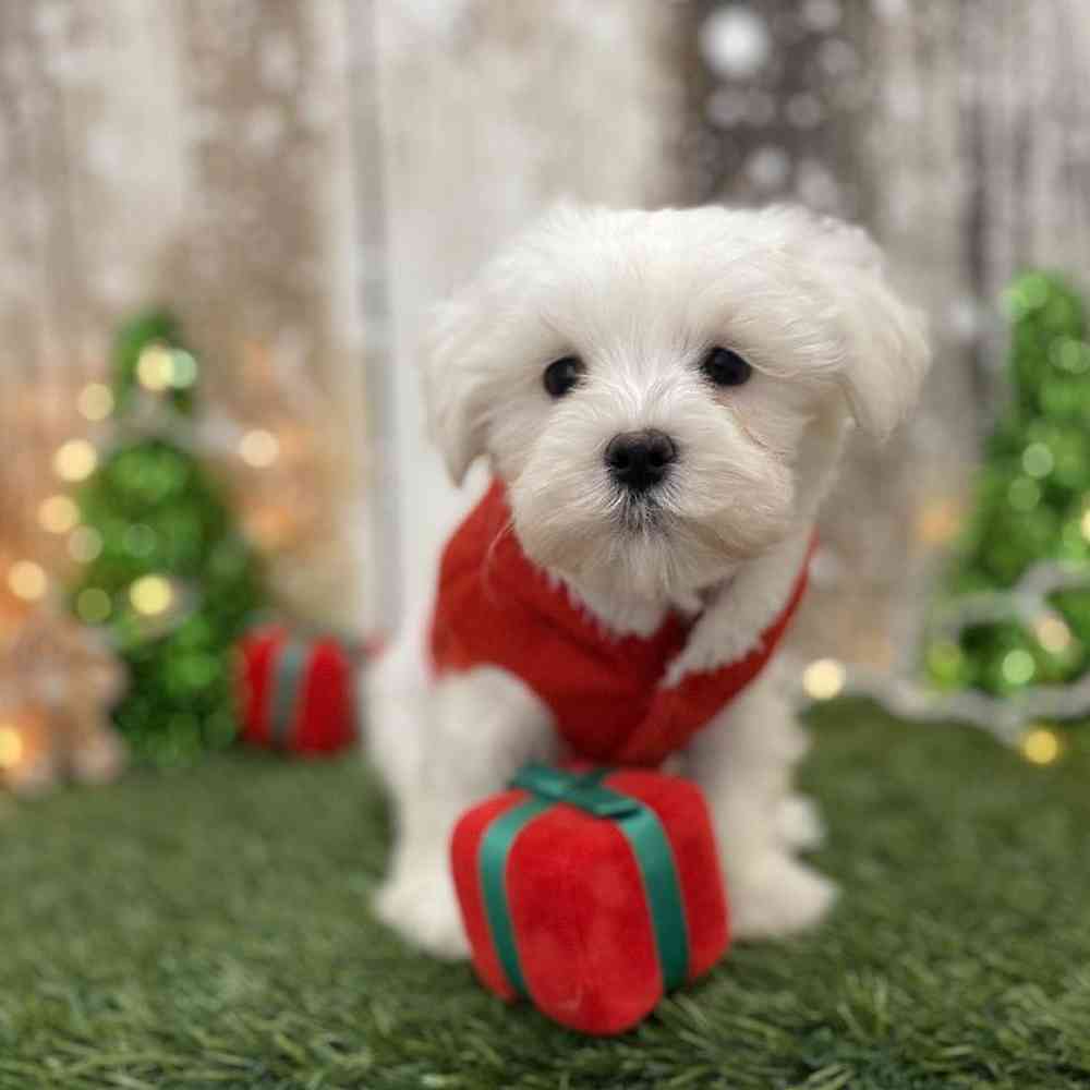 Male Maltese Puppy for Sale in Braintree, MA