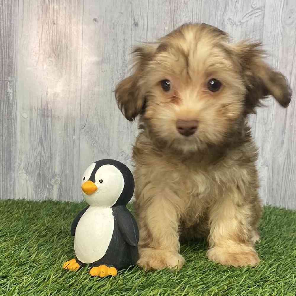 Female Havanese Puppy for Sale in Saugus, MA