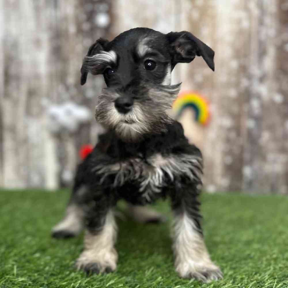 Female Miniature Schnauzer Puppy for Sale in Saugus, MA