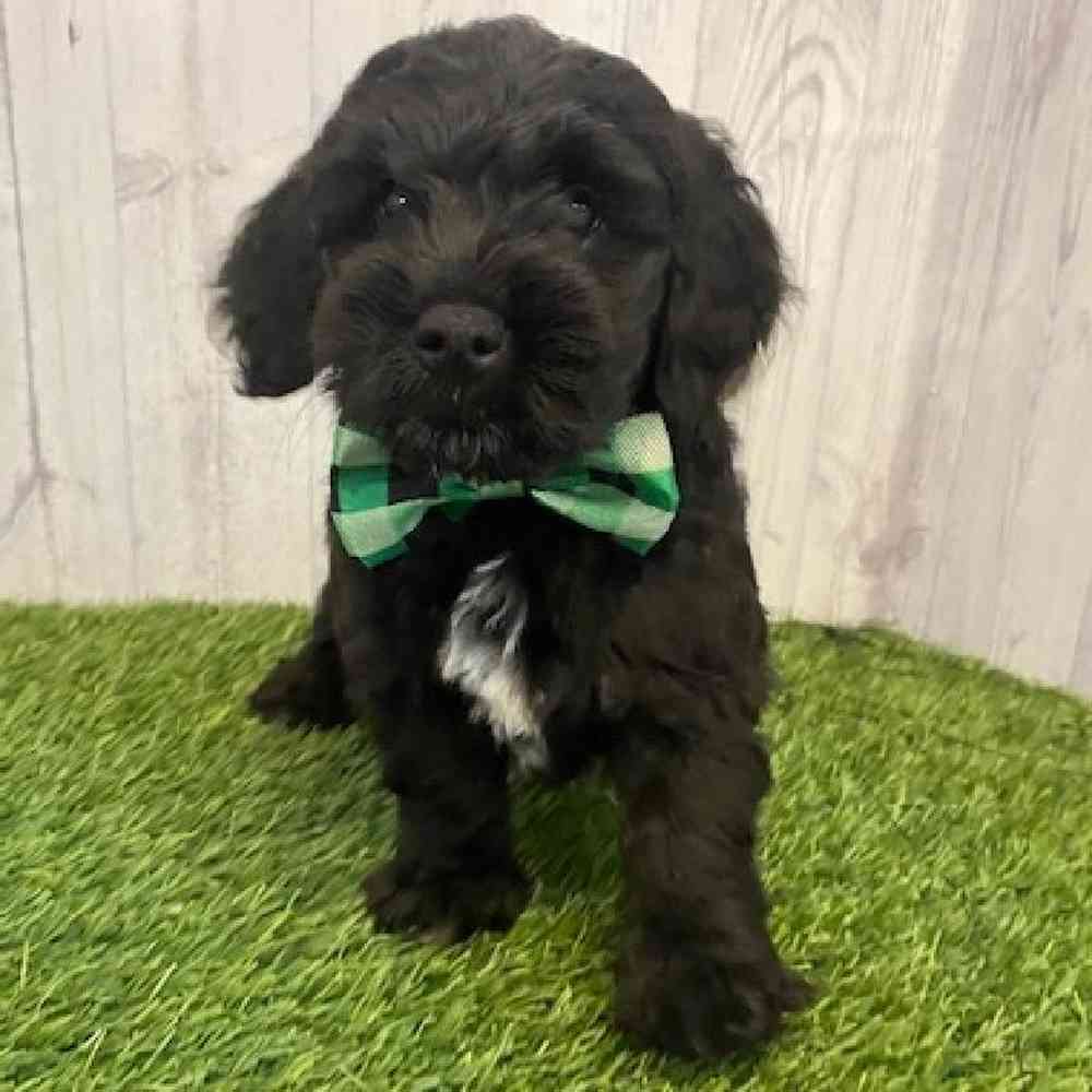 Male Mini Goldendoodle Puppy for sale