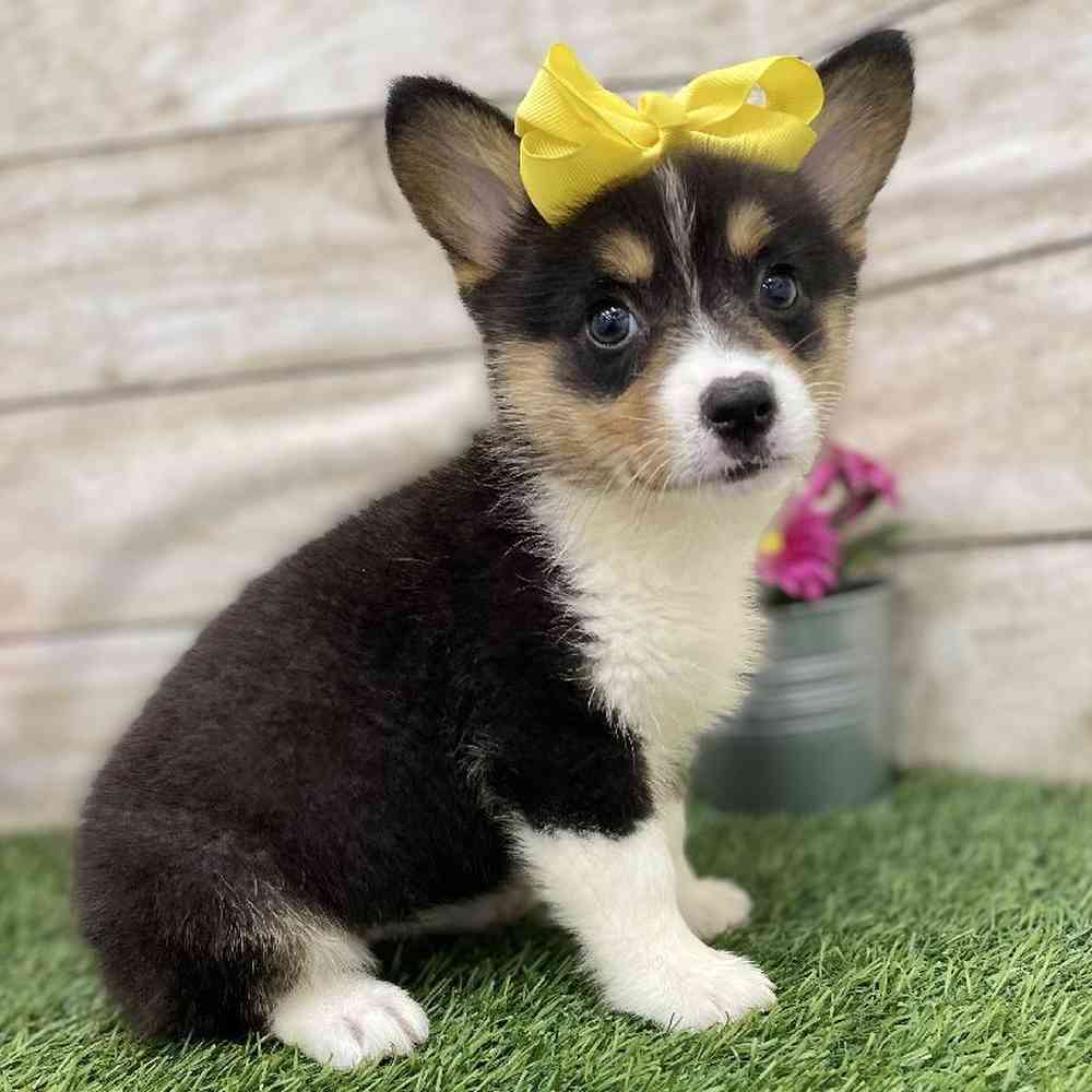 Female Pembroke Welsh Corgi Puppy for Sale in Braintree, MA