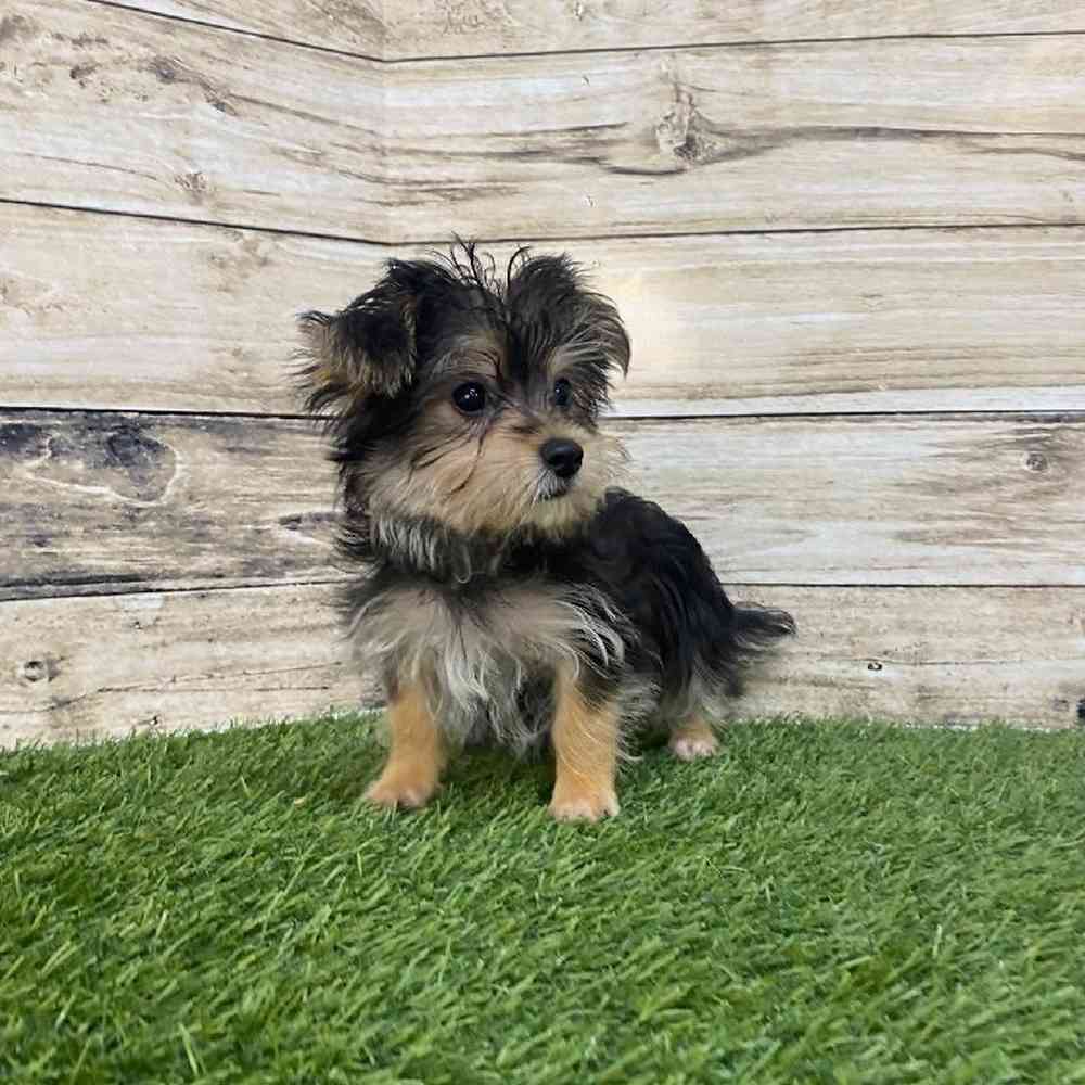 Male Silkese Puppy for Sale in Saugus, MA