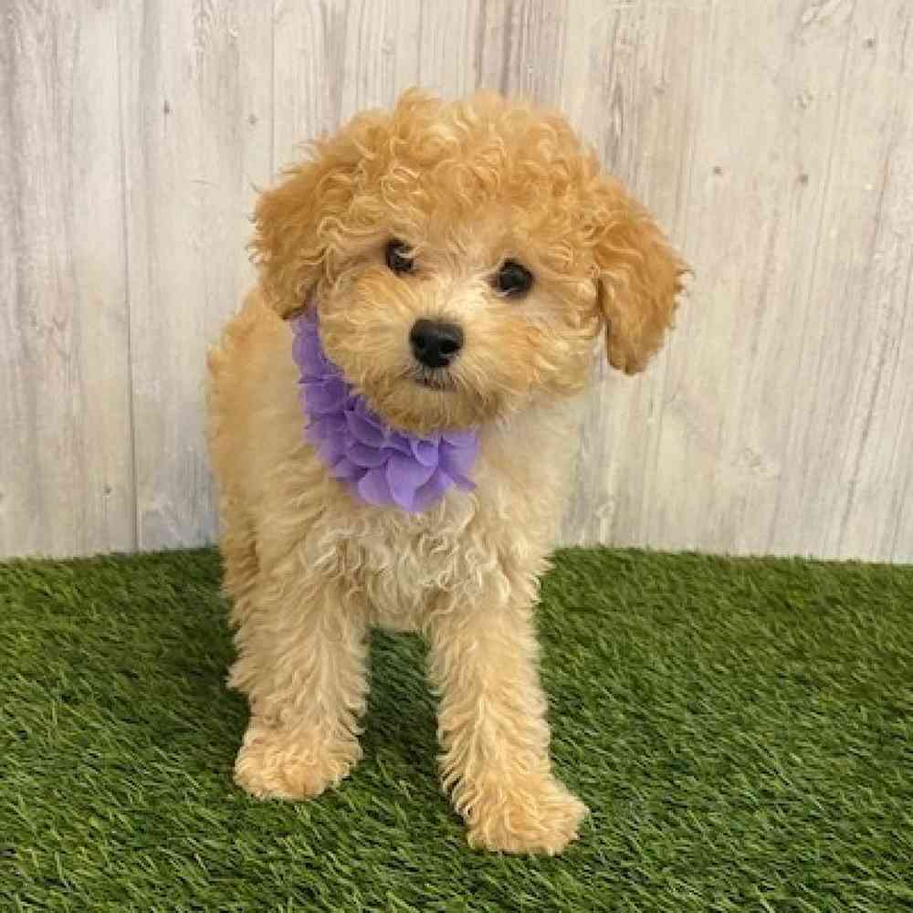 Female Poodle (MINI) Puppy for sale