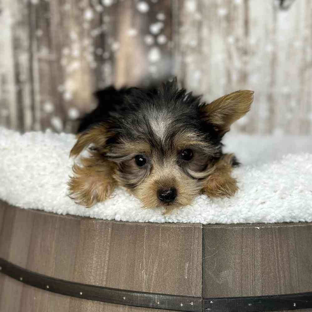 Male Yorkshire Terrier Puppy for Sale in Saugus, MA