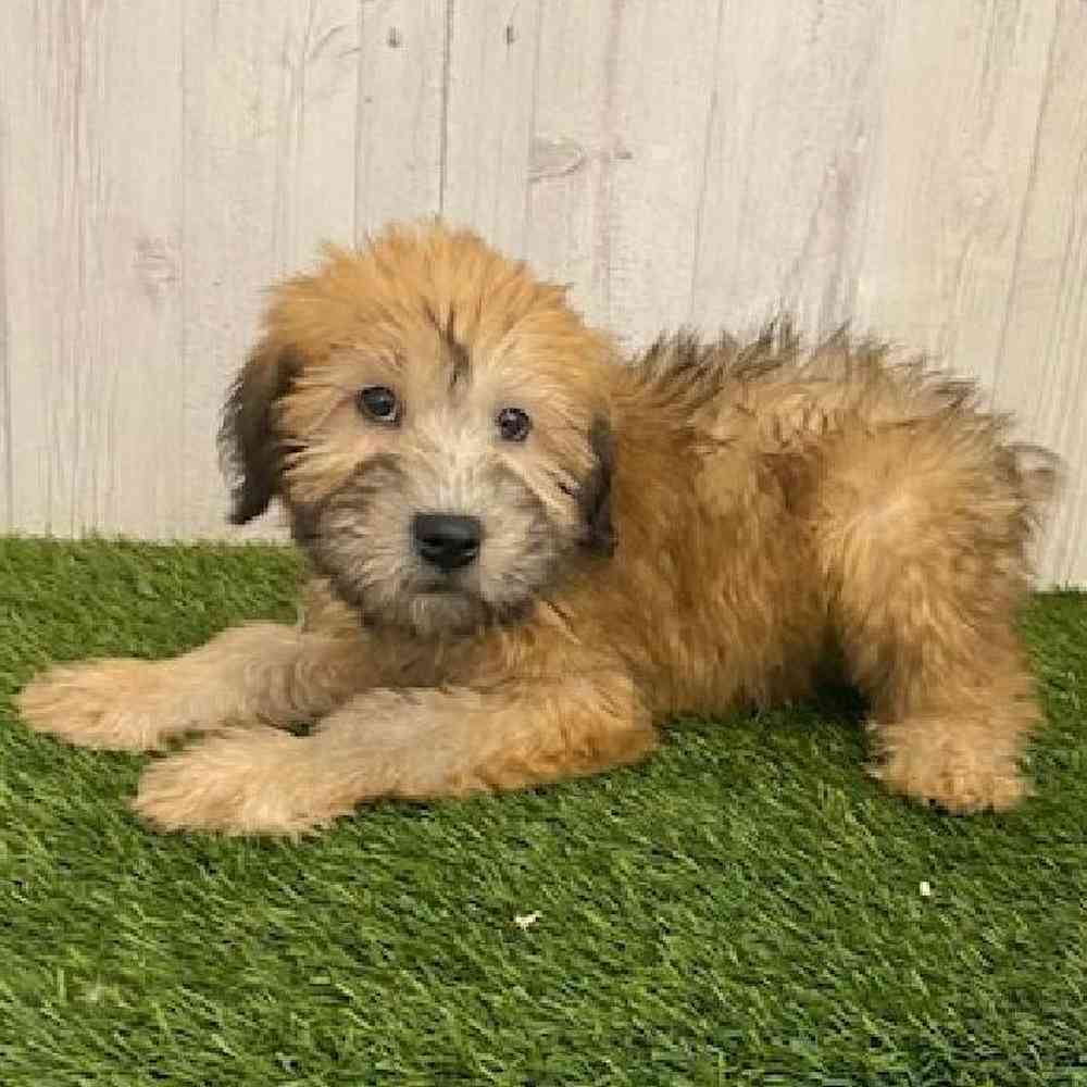 Female Soft Coated Wheaten Terrier Puppy for sale
