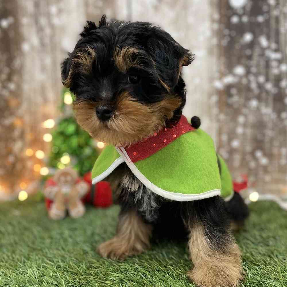 Male Yorkshire Terrier Puppy for Sale in Braintree, MA