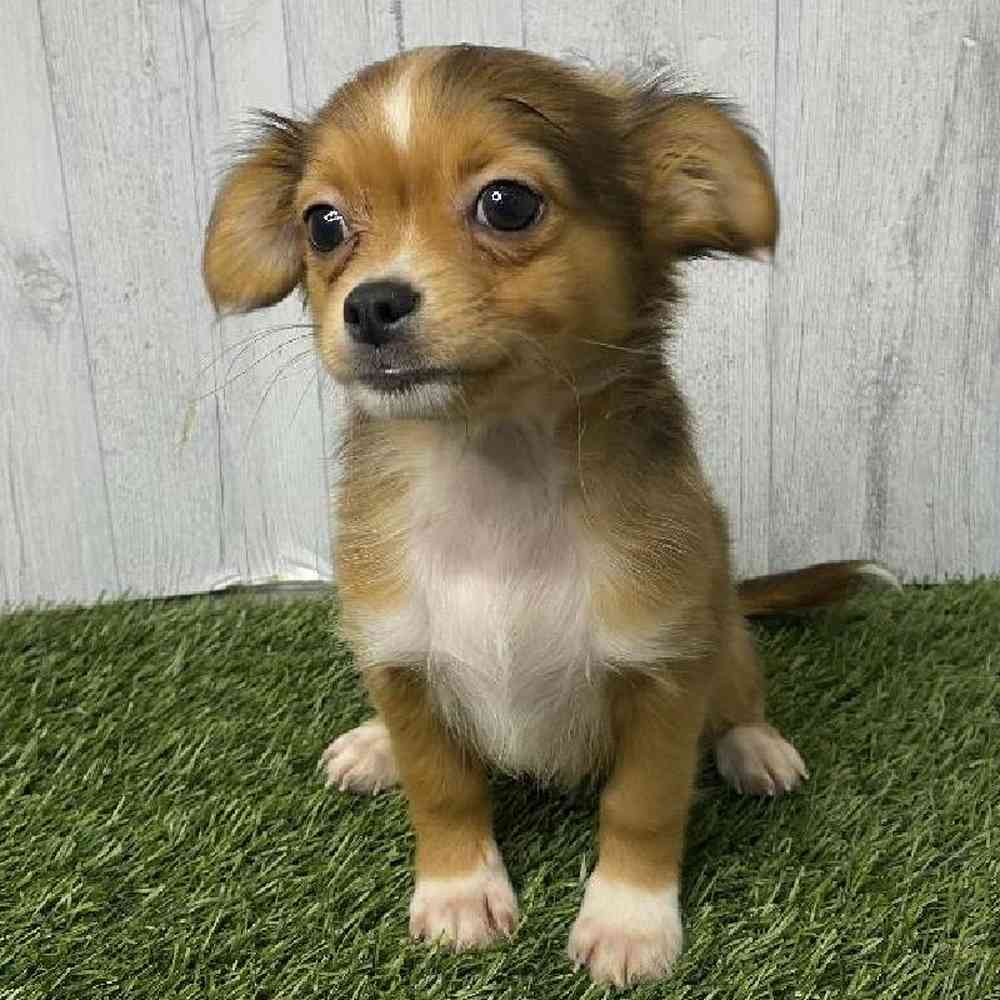 Male Chihuahua Puppy for sale