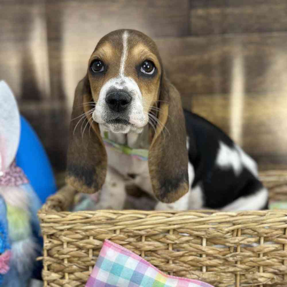 Male Basset Hound Puppy for Sale in Saugus, MA