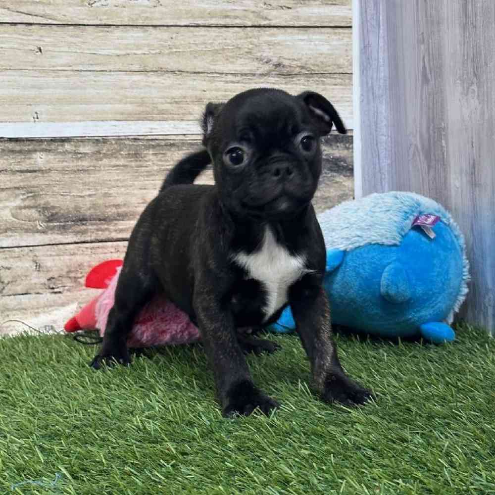 Female Bugg Puppy for Sale in Saugus, MA