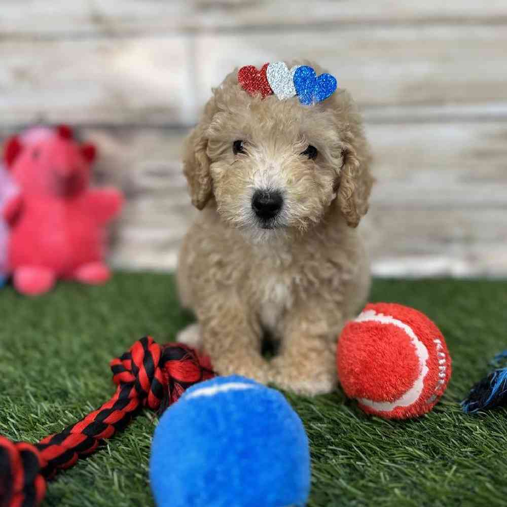 Female Poodle (MINI) Puppy for Sale in Saugus, MA