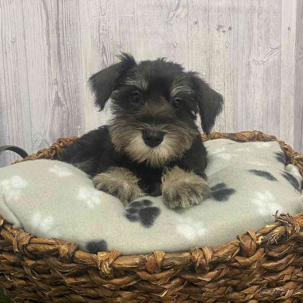 Male Miniature Schnauzer Puppy for Sale in Saugus, MA