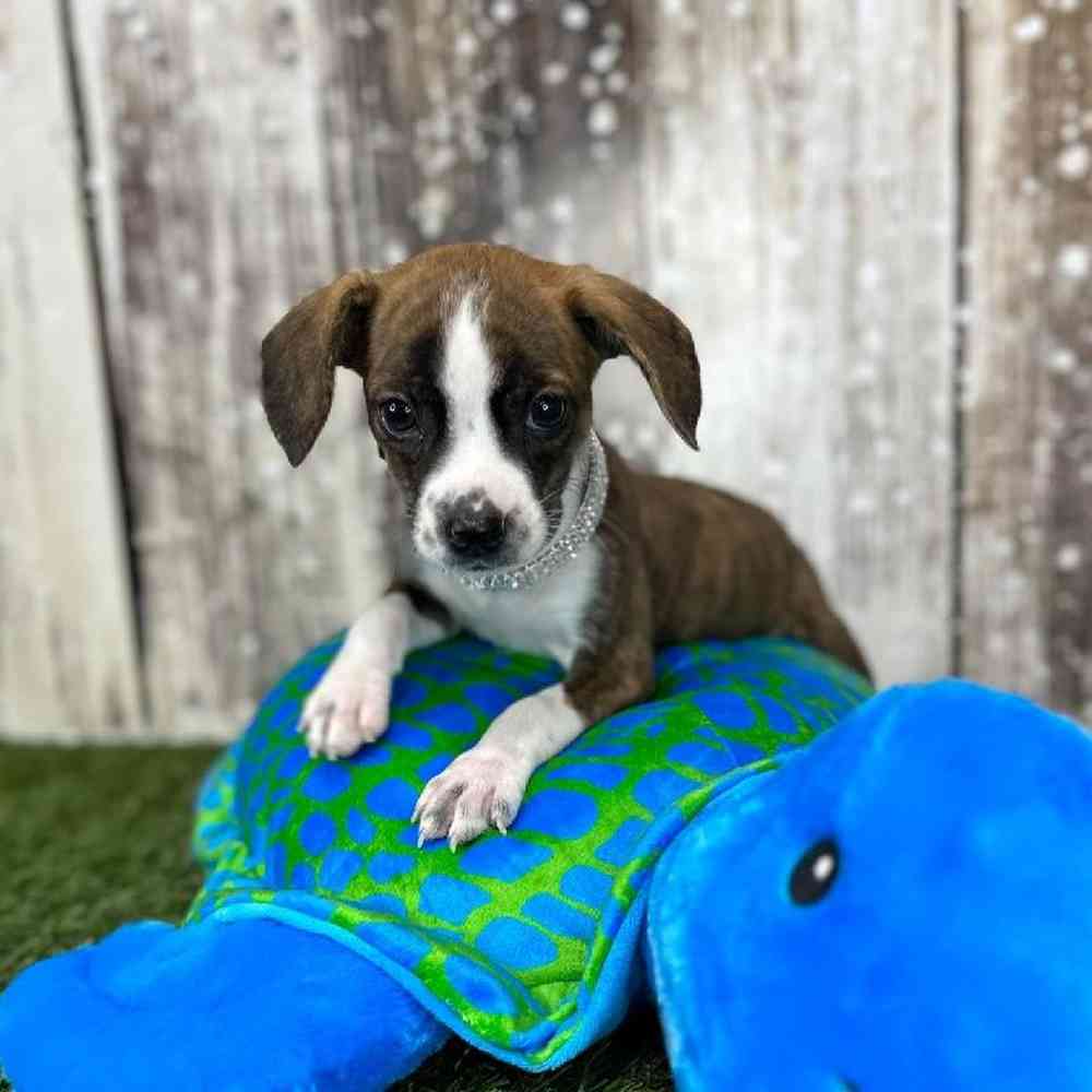 Female Boglen Terrier Puppy for Sale in Saugus, MA