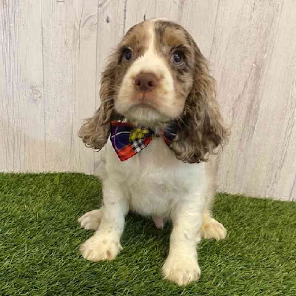 Male Cocker Spaniel Puppy for sale