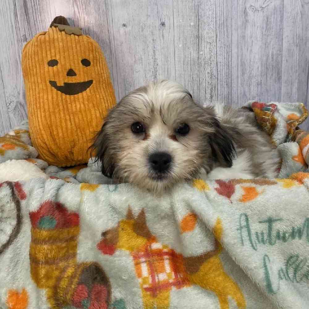 Female Teddy Bear (Zuchon) Puppy for Sale in Saugus, MA