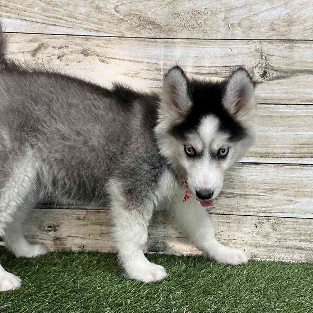 Female Siberian Husky Puppy for Sale in Saugus, MA