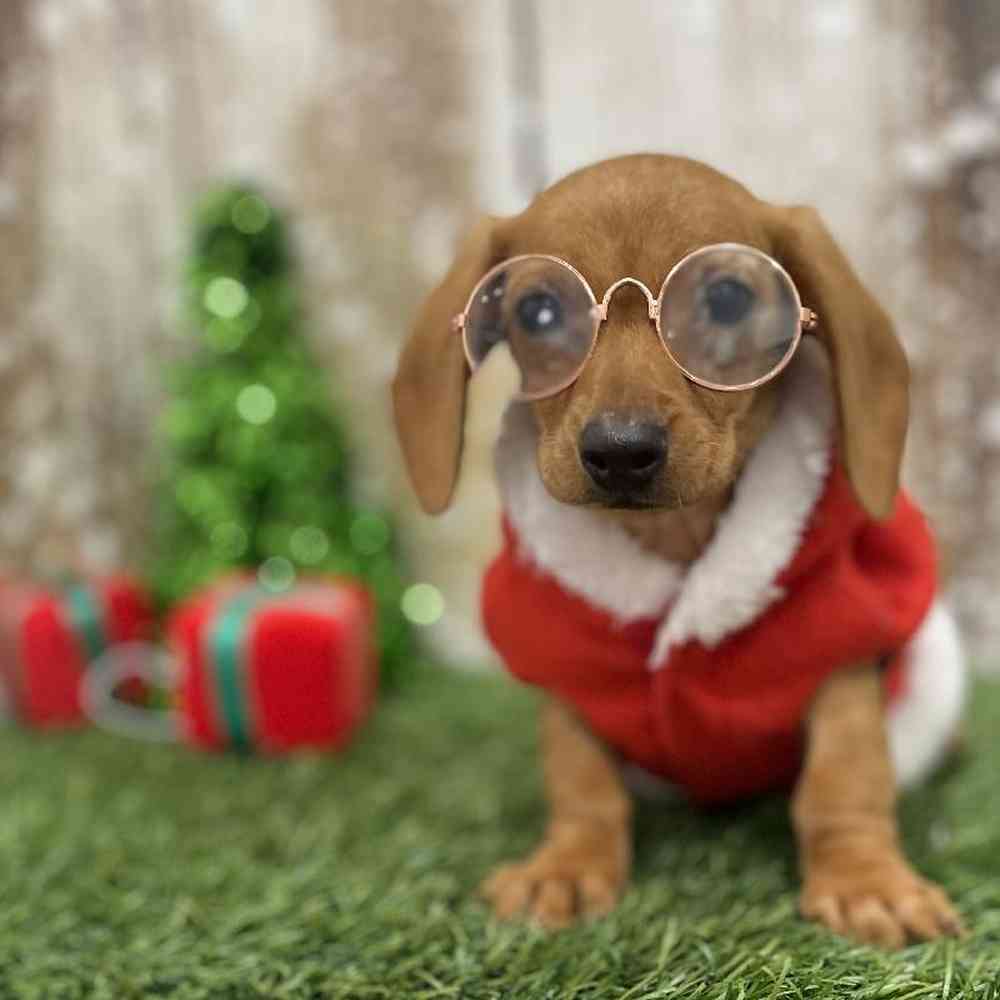 Male Dachshund Puppy for Sale in Braintree, MA