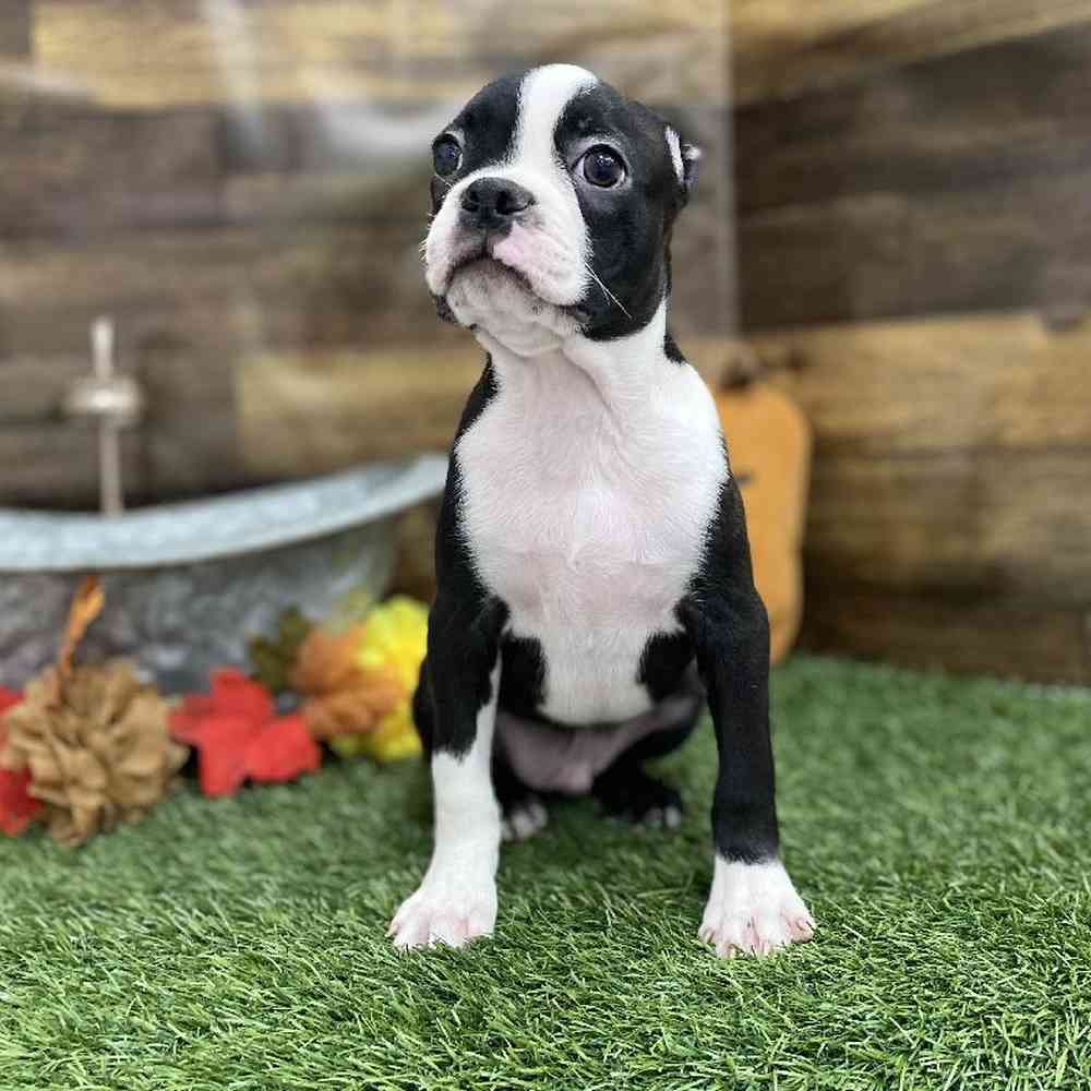 Male Boston Terrier Puppy for Sale in Braintree, MA