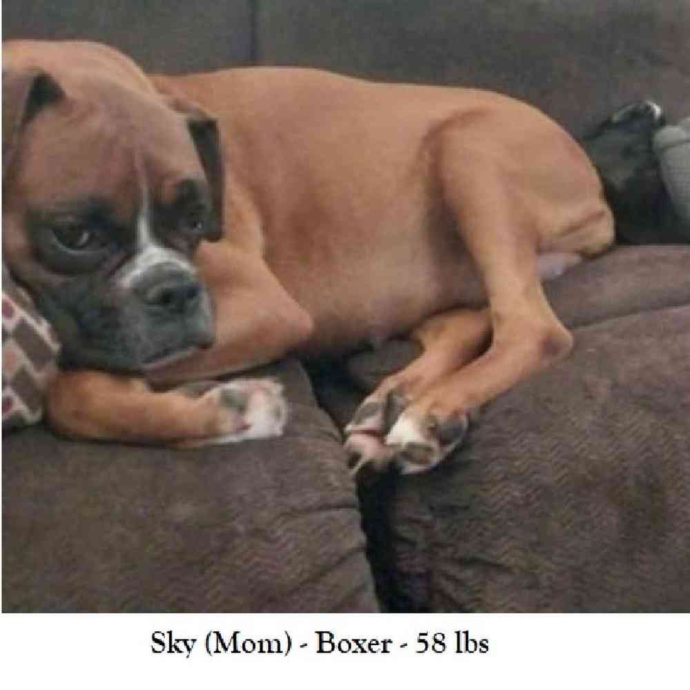Female Boxer Puppy for Sale in Saugus, MA