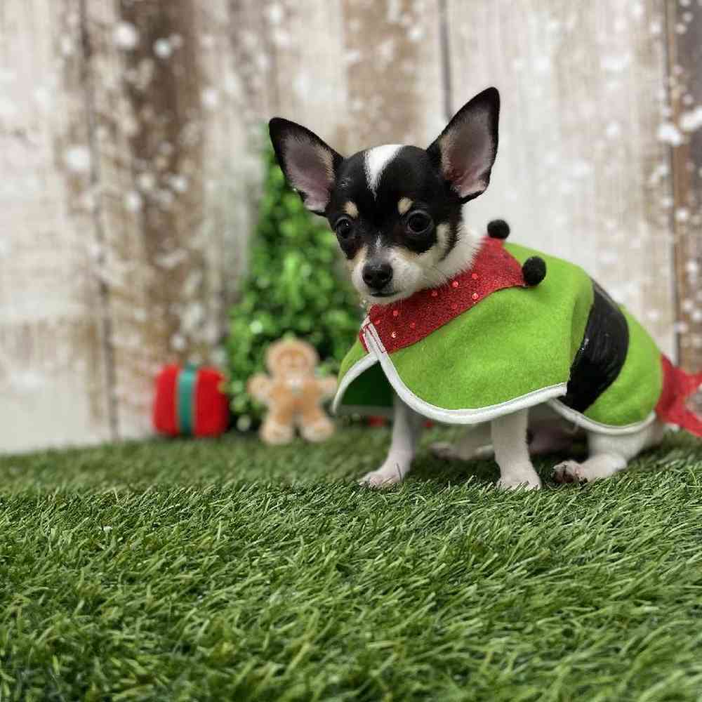 Male Chihuahua Puppy for Sale in Braintree, MA