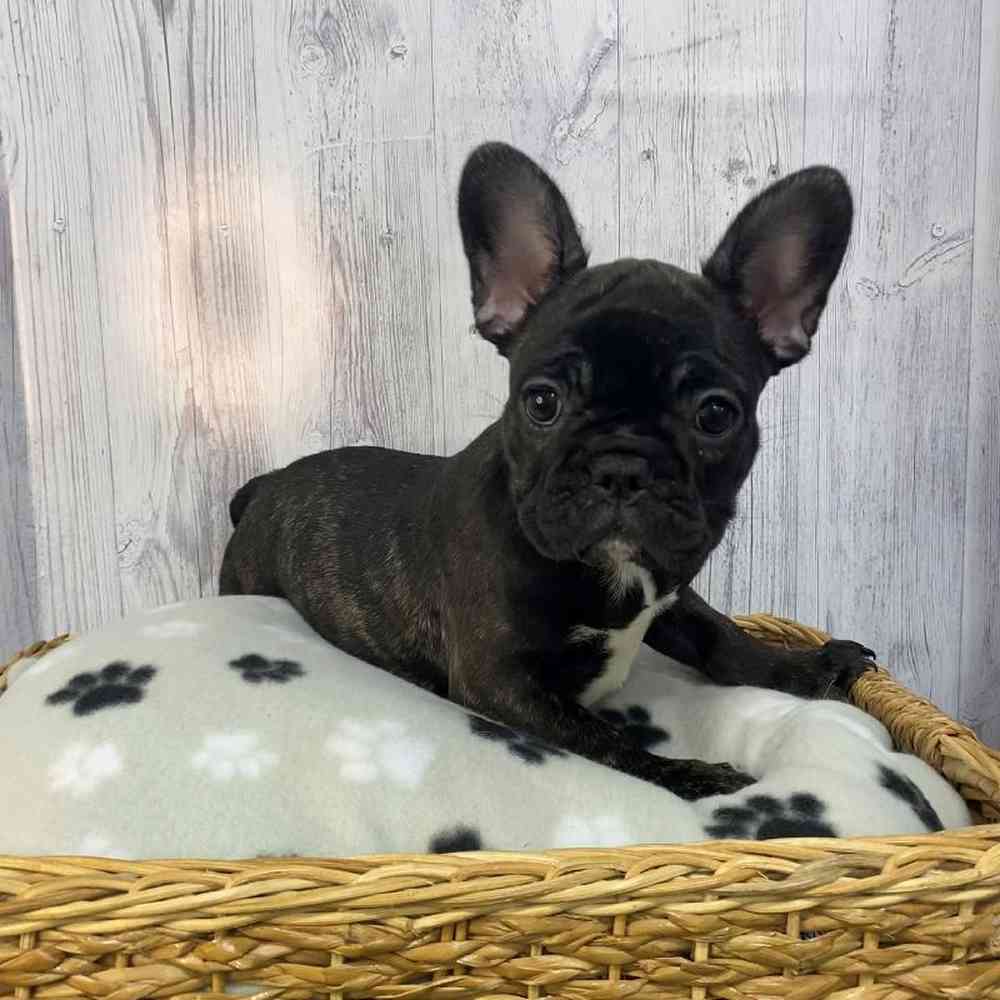 Female French Bulldog Puppy for Sale in Saugus, MA