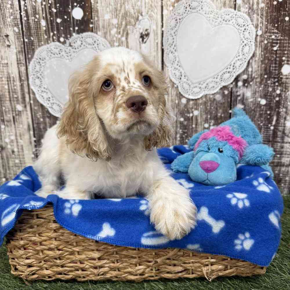 Male Cocker Spaniel Puppy for Sale in Saugus, MA