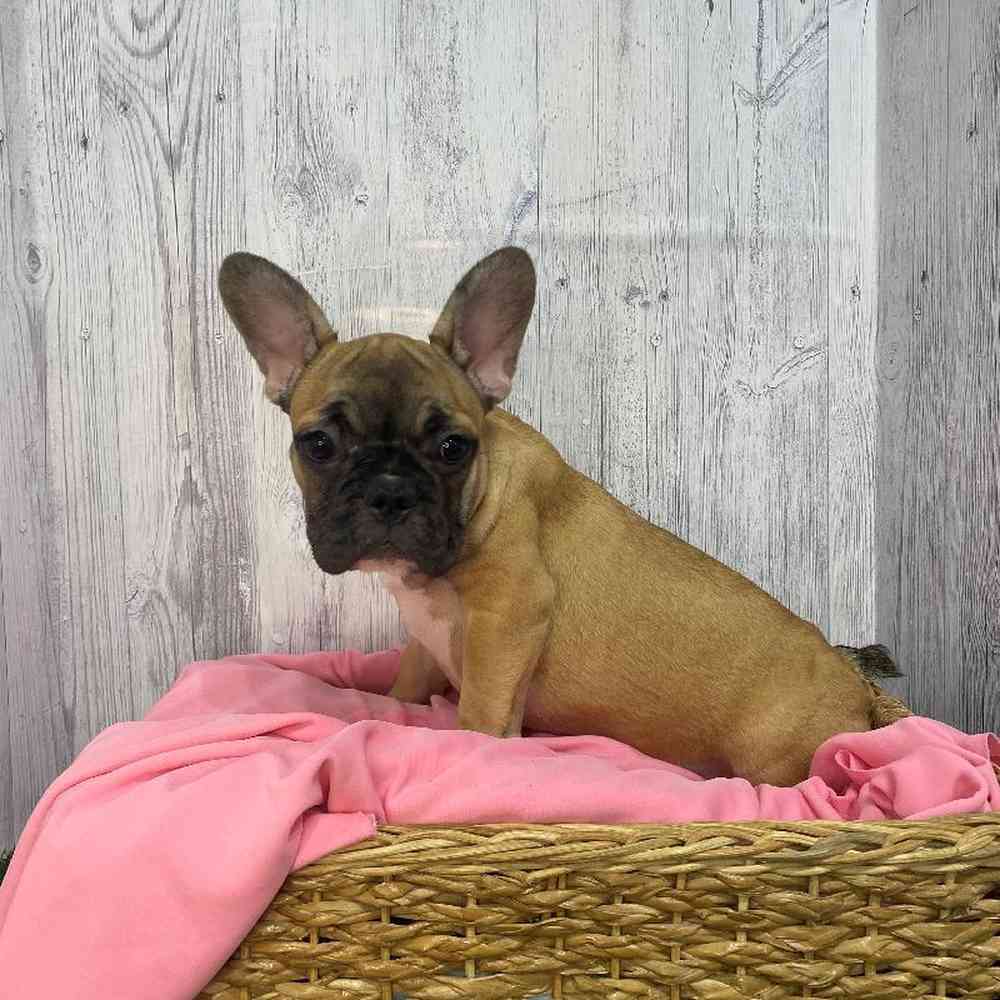 Female French Bulldog Puppy for Sale in Saugus, MA