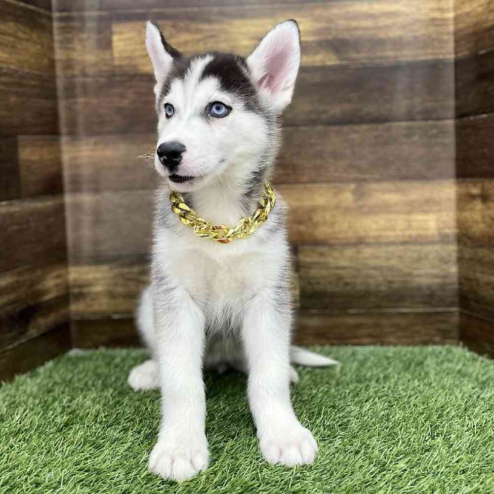 Male Huskimo Puppy for Sale in Braintree, MA
