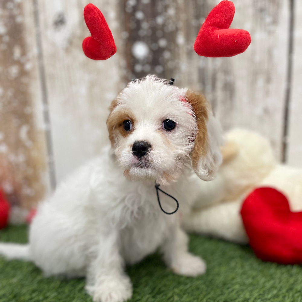 Male Cavachon 2nd Gen Puppy for Sale in Braintree, MA