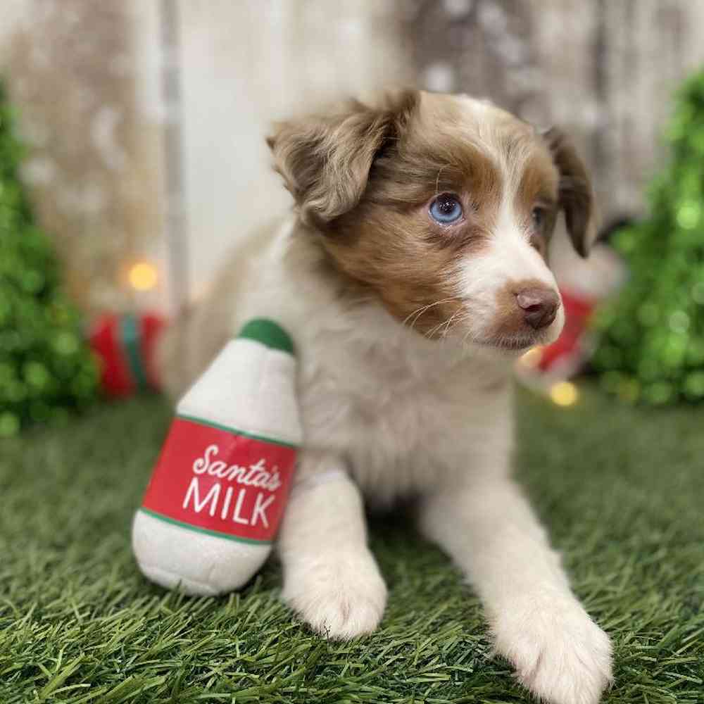 Female Australian Shepherd Puppy for Sale in Braintree, MA